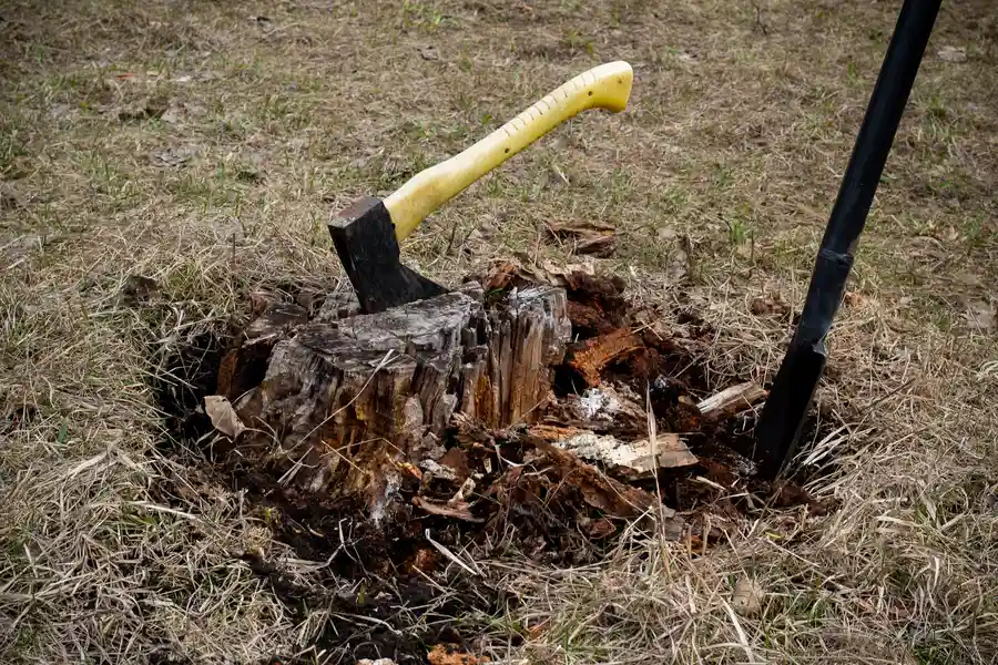Common Risks Of Avoiding Tree Stump Removal Clinton, MD Common Risks Of Avoiding Tree Stump Removal Clinton, MD