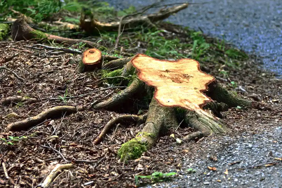 Common Risks Of Avoiding Tree Stump Removal in Clinton, MD Common Risks Of Avoiding Tree Stump Removal in Clinton, MD
