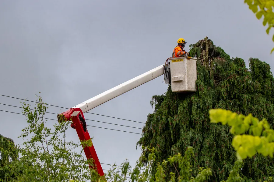 Excellent Tree Care Services Clinton, MD Excellent Tree Care Services Clinton, MD