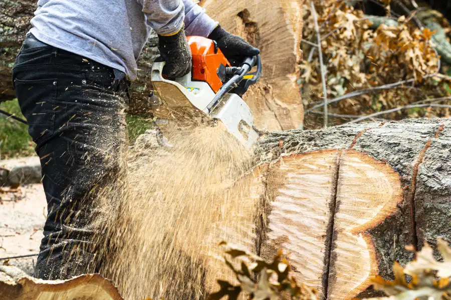 Experienced Tree Stump Removal Clinton, MD Experienced Tree Stump Removal Clinton, MD