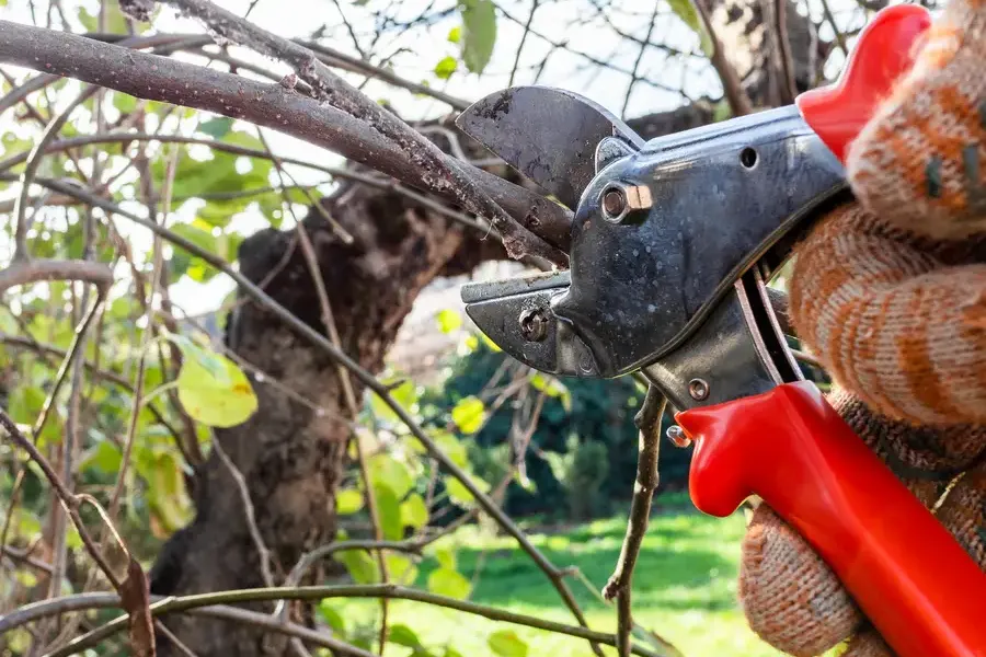 Expert Tree Pruning Service Clinton, MD Expert Tree Pruning Service Clinton, MD