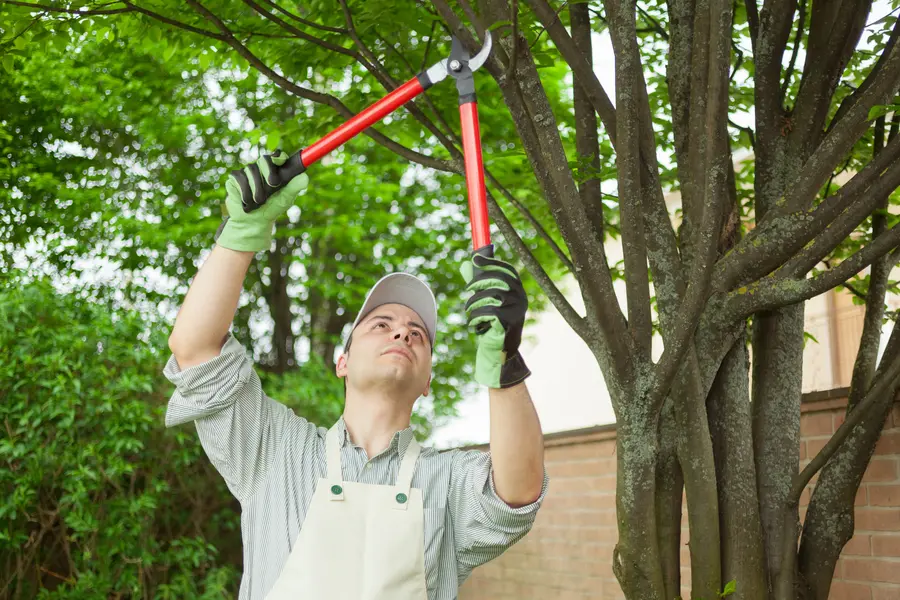 How To Identify And Remove Hazardous Trees Safely in Clinton, MD How To Identify And Remove Hazardous Trees Safely in Clinton, MD