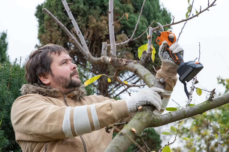 Local Tree Pruning Service Clinton, MD Local Tree Pruning Service Clinton, MD