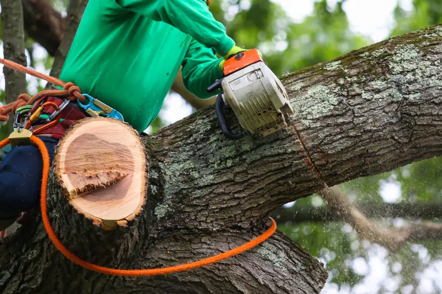 Quality Tree Trimming Service Clinton, MD Quality Tree Trimming Service Clinton, MD