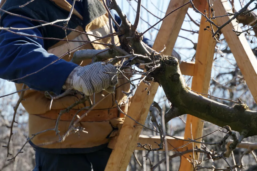 Reliable Tree Pruning Service Clinton, MD Reliable Tree Pruning Service Clinton, MD