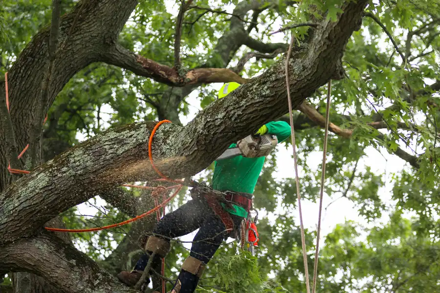 Superior Tree Care Services Clinton, MD Superior Tree Care Services Clinton, MD