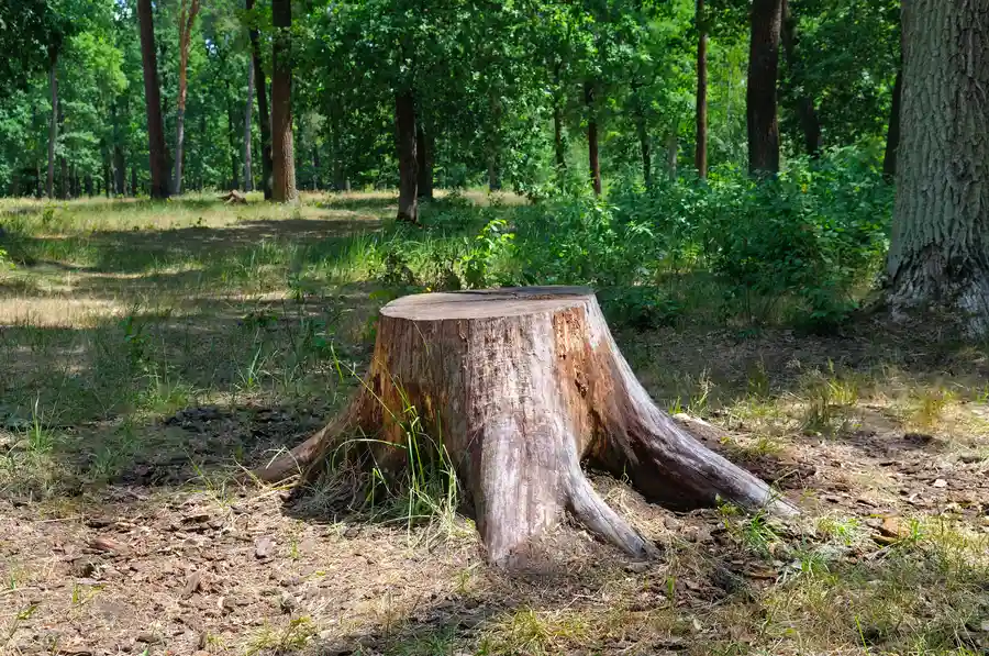 The Environmental Impact Of Tree Stump Removal Methods Clinton, MD The Environmental Impact Of Tree Stump Removal Methods Clinton, MD