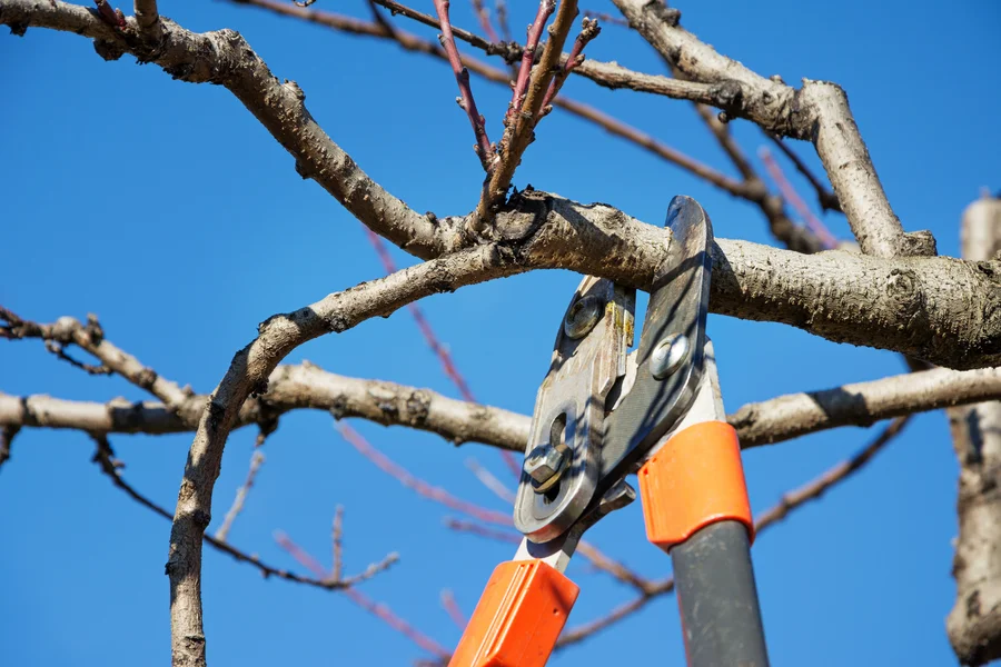 Tree Pruning Service Benefits For Safety And Property Value Clinton, MD Tree Pruning Service Benefits For Safety And Property Value Clinton, MD