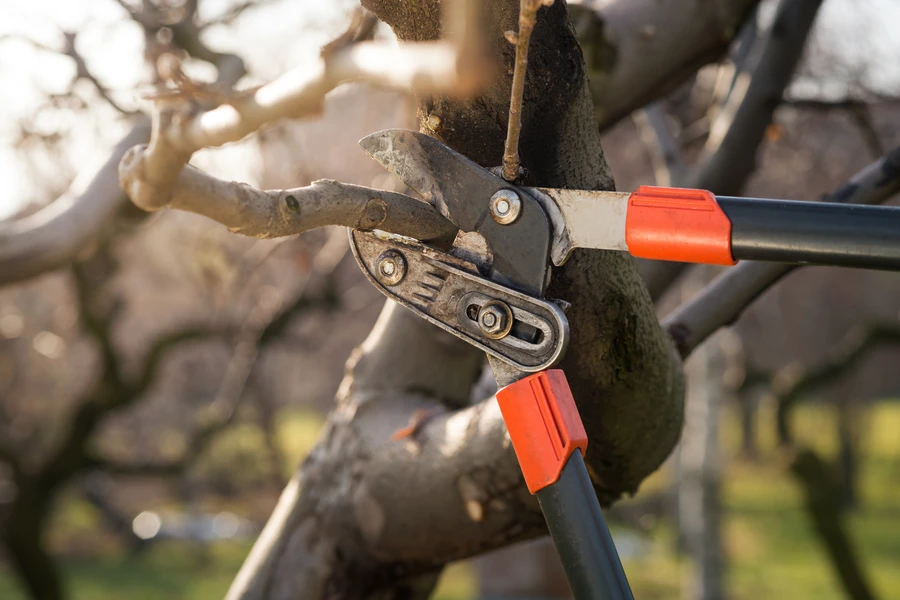 Tree Pruning Service Benefits For Safety And Property Value in Clinton, MD Tree Pruning Service Benefits For Safety And Property Value in Clinton, MD